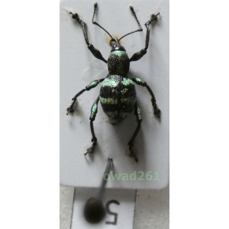 Neopyrgops sp. Heller, 1913 Philippines50